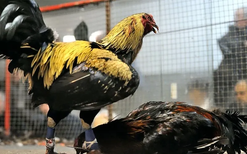 Gà cựa dao ra đòn sắc lẹm, sát thương cao, kết thúc nhanh