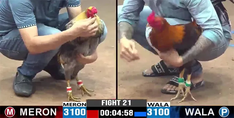 Gà lai đá gà VUA99 có lối đánh kết hợp giữa tốc độ và chiến thuật