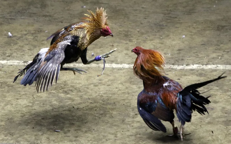 Gà Mỹ đá gà VUA99 với thân hình to, thi đấu thiên về sức mạnh và độ lì